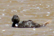 Musk duck on Coliban Reservoir
